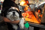 China, Beijing. Dog market, dog butchery, restaurant which serves specialities of dog meat.
 © Maro Kouri