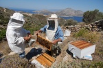 Greece, North Aegean, Fournoi. Local honey is famous worldwide for its supreme quality, taste and nutritiousness 
 © Maro Kouri