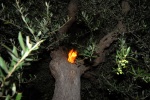 Greece, Peloponese, prefecture of Ileia, Giannitsohori. Olive tree is very flammable. © Maro Kouri