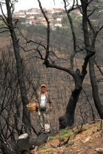 In the burned mountains of Ileia prefecture, villages  Smerna, Artemida and Makisto. 

With a basket in one hand and with the pocketknife in the other, Joakim Cunill explains that the enormous quantities of ash, change soil‘s  ph so that the burned trunks function as fertilizer from magnesium and carbonic calcium, inactivate the natural acidity of soil & having as a result, comestible mushroom that  we searh & that previously could not be bared, to sprout. 

Mushroom safari in burned Greece
 © Maro Kouri