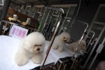 China, Beijing. Dog market, dog butchery, restaurant which serves specialities of dog meat.
 © Maro Kouri