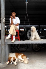 China, Beijing. Dog market, dog butchery, restaurant which serves specialities of dog meat.

 © Maro Kouri
