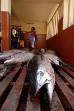 Capo Verde, Sao Vincente, tunes in Mindelo‘s fish market 


 © Maro Kouri