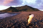 New Zealand, East Cape bay, Ruatoria, North Island. Sleeping duck in the sunset.
 © Maro Kouri